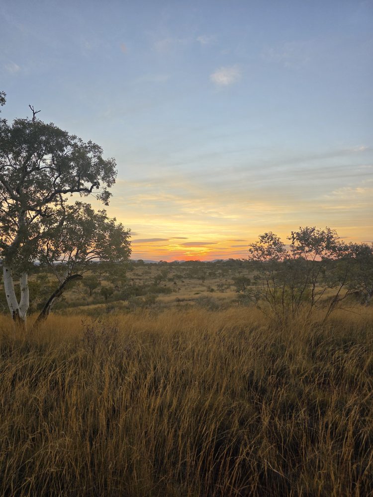 Gum tree and golden grass under a bush sunset